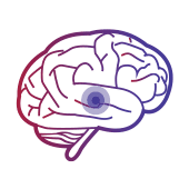 作用於大腦下視丘，調節與食物攝取相關的神經元