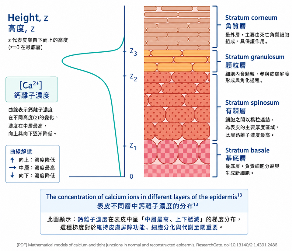 表皮鈣離子梯度分布示意圖