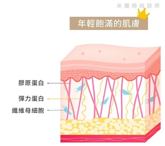 年輕飽滿的肌膚